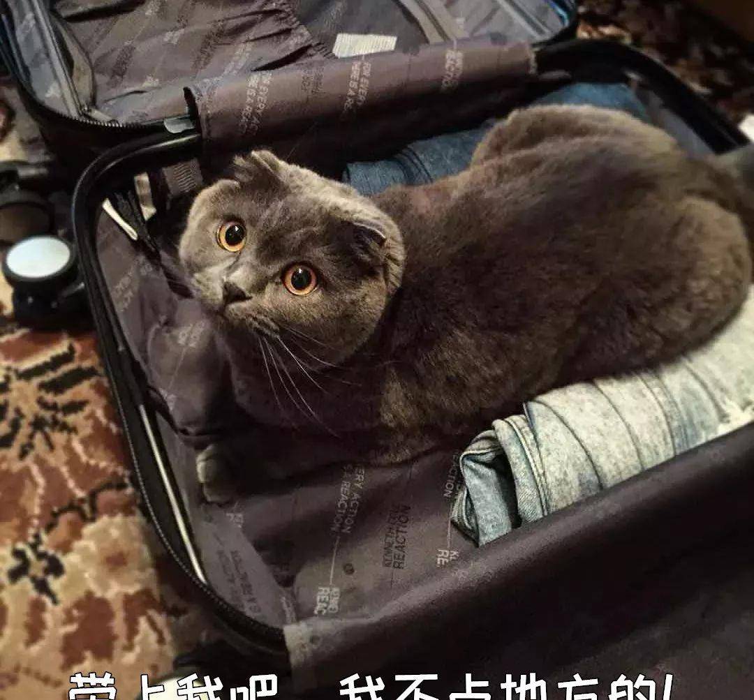 猫咪害怕鞭炮声该怎么办 声音