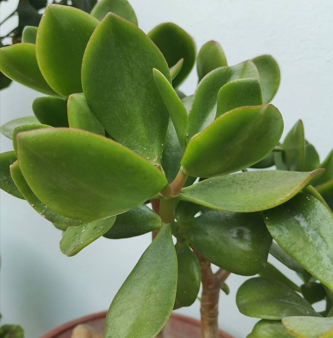 原创家里养玉树春天勤用3种肥长得粗壮又茂盛