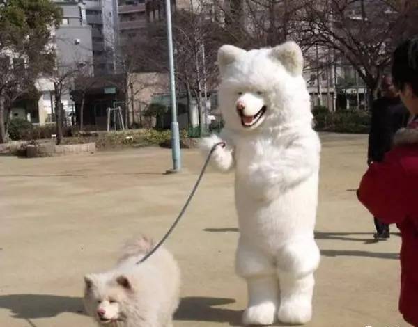 怎么坚持每天遛狗 314d591d90b44a05bdde0fcab6dc0c7a.jpeg