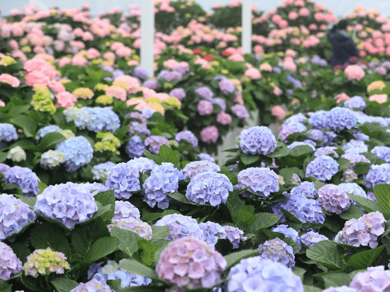 韩国济州岛绣球花盛开吸引众多游客参观