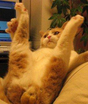 怎么养母猫 512331501f8e4d7d97891c124d6a39ea.jpeg