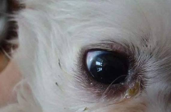 狗狗饮食上火的"5大症状",你真的知道吗?_泪痕