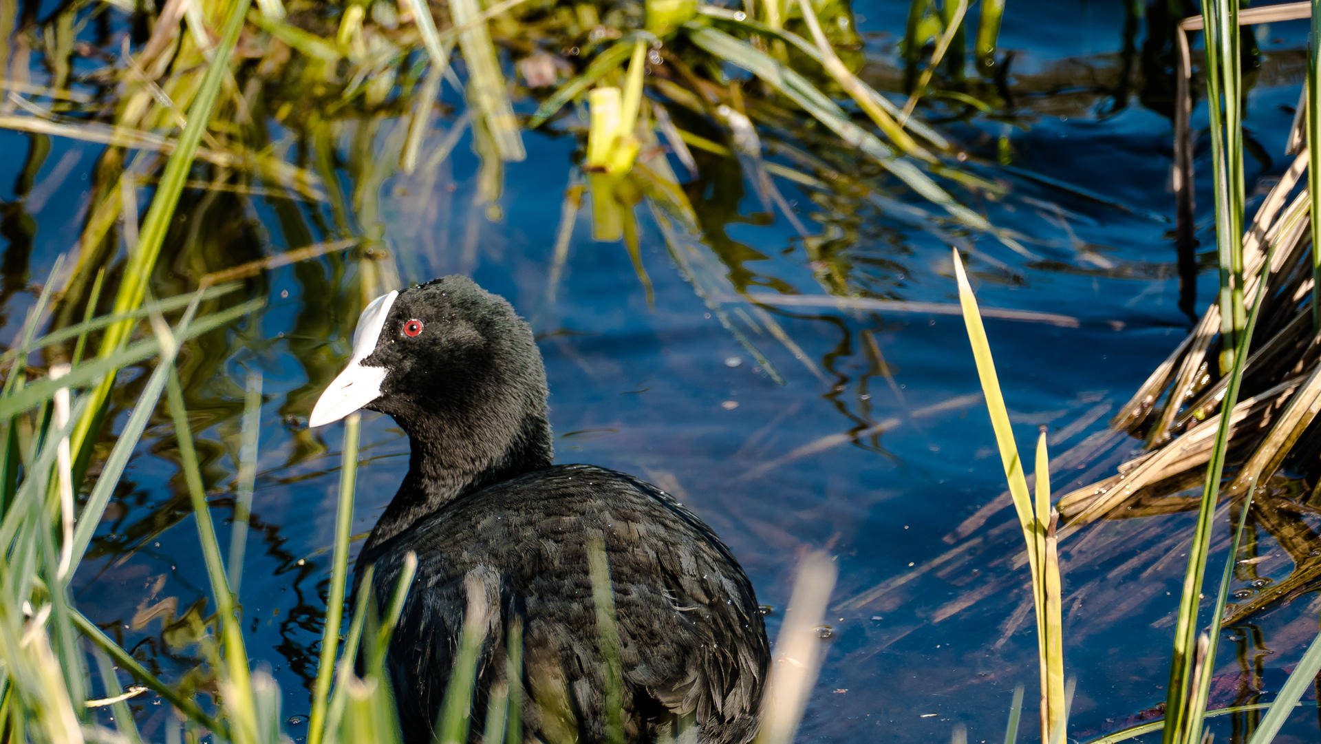 原创白骨顶鸡的黑暗森林法则10枚蛋不同命弱小安静反而能活