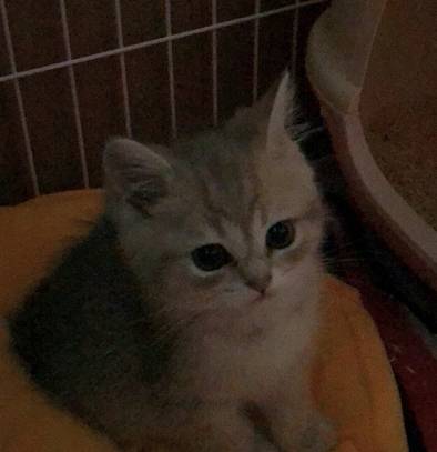 猫主子小时候pk现在 看到最后一只笑喷 喵版的 蝙蝠侠 猫咪