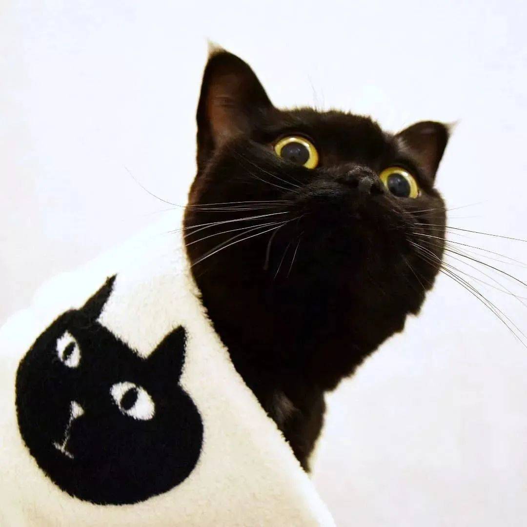 表情包沙雕黑猫图片