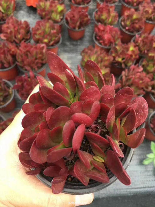 原创此款红色系多肉,容易出状态,霸气又好看,适合新手!