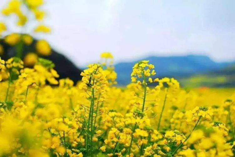 云南一处春游打卡地，百万亩“黄色花海”，三月正值最佳观赏期