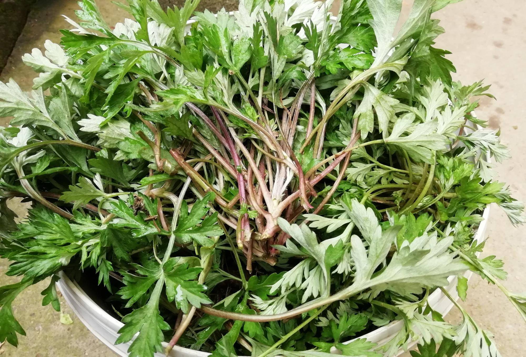 江西人爱吃的4种野菜,都是好东西,尤其第3种,会吃的人不多