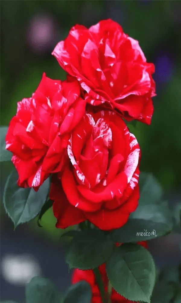 原创好美的花儿太美丽了超清花朵图片精选赏析