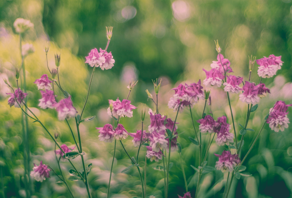 原创4月下旬喜迎良缘桃花入命3大生肖被爱疗愈心心念念爱到底