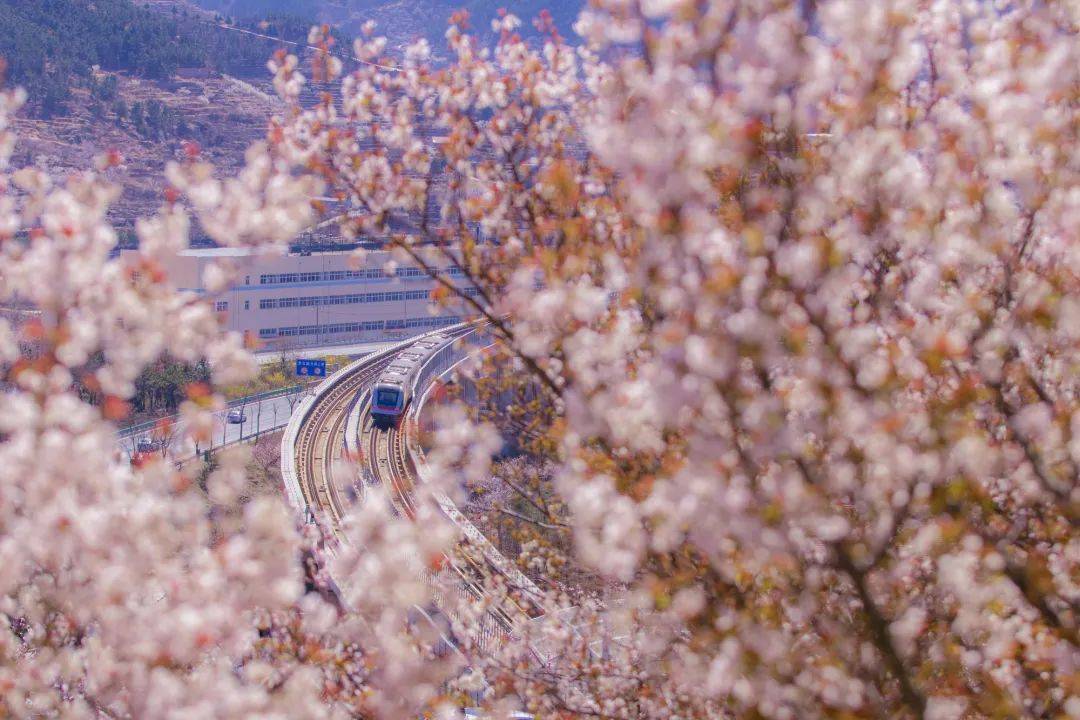 比日本更美的樱花，原来藏在青岛！