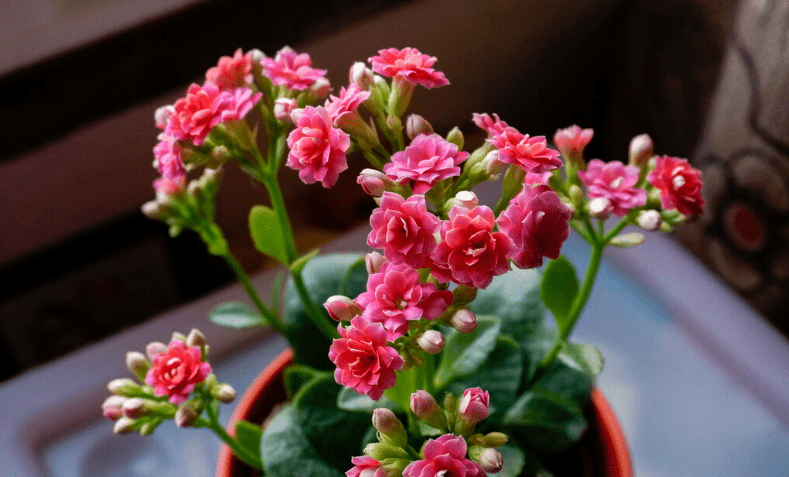 居家养花就养它 好看又好养 盆栽顾虑到4点 1年开花0多天 修剪