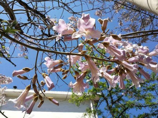 梧桐花 诗歌 李固国