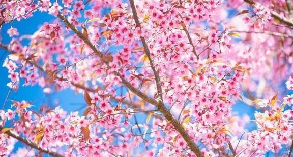 中国姑娘去日本看樱花，回来后，为什么说太失望了？