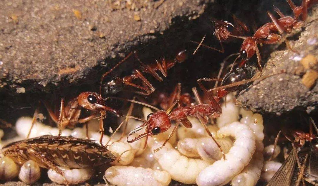 蚂蚁女王死后 为了繁殖最优后代 雌性工蚁特意将头部缩小 配子