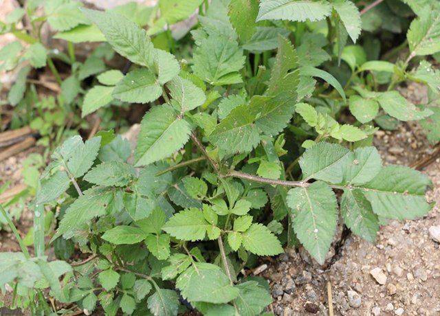 医学院有科学人员曾经推断,元芦草在与癌症的对抗中至少能延迟癌症