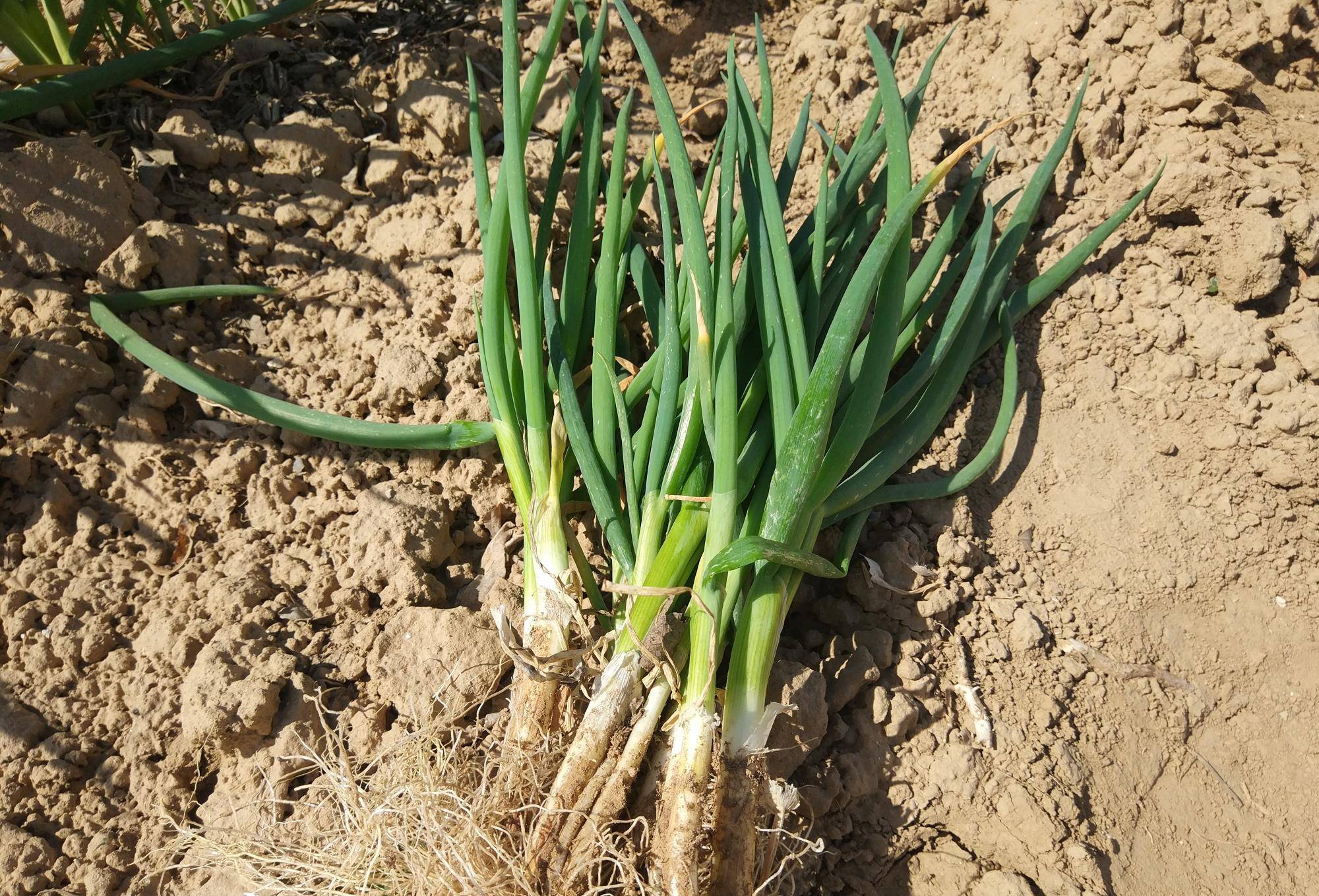 葱油拌面怎么做才好吃把握好料汁比例小白也能做出美味的拌面