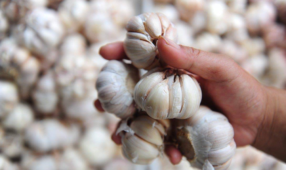 原来保存大蒜并不难只要找对方法不发芽不干瘪随吃随取