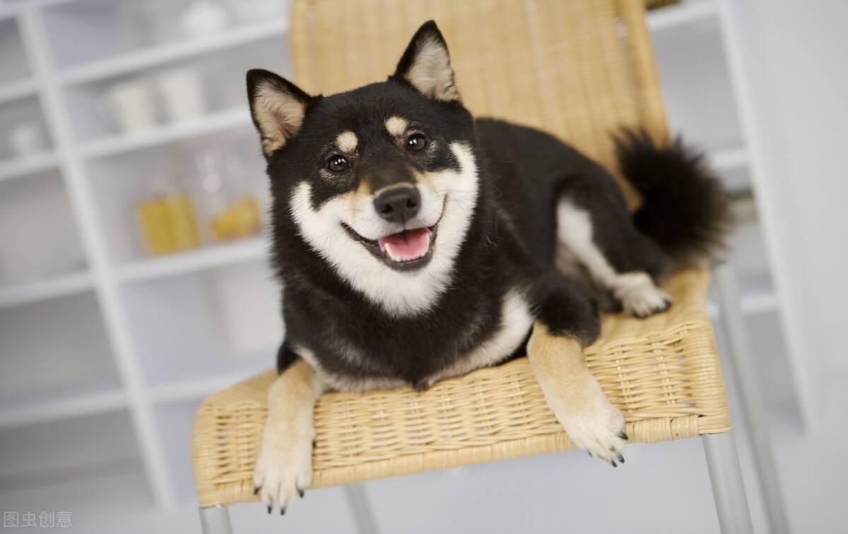 柴犬好驯服吗？拆家怎么办？_搜狐网