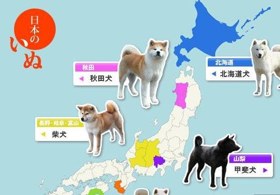 秋田犬柴犬傻傻分不清 其实日本还不止这两大犬种 纪州