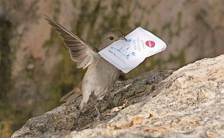 一只飞鸟将火吞了进去这一举动引起专家重视难道进化了
