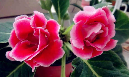 花多多10号怎么用 93d459fcd4ea4815b401b4c6be7b579a.jpeg