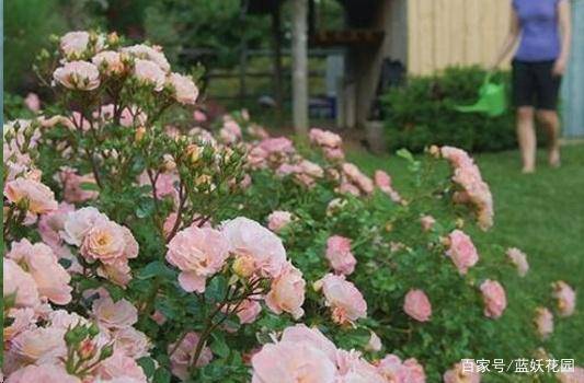庭院里杂草丛生 何不种这6种植物 开花好看 还能避免长杂草 石竹