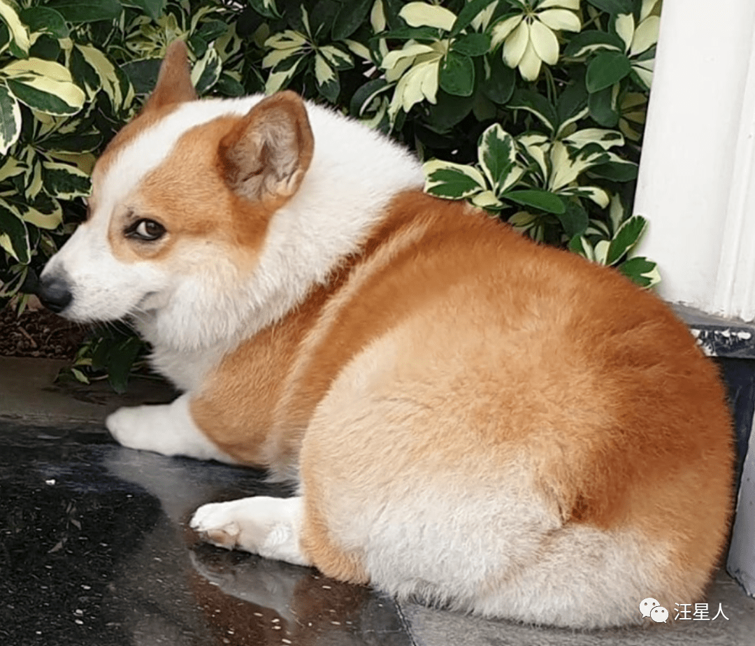 关于狗狗尾巴的3个小秘密原来没尾巴的狗狗真的容易受欺负