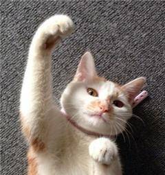 猫咪和主人的日常互动 c68b7a46c49f4422a9870e5b665262d3.jpeg