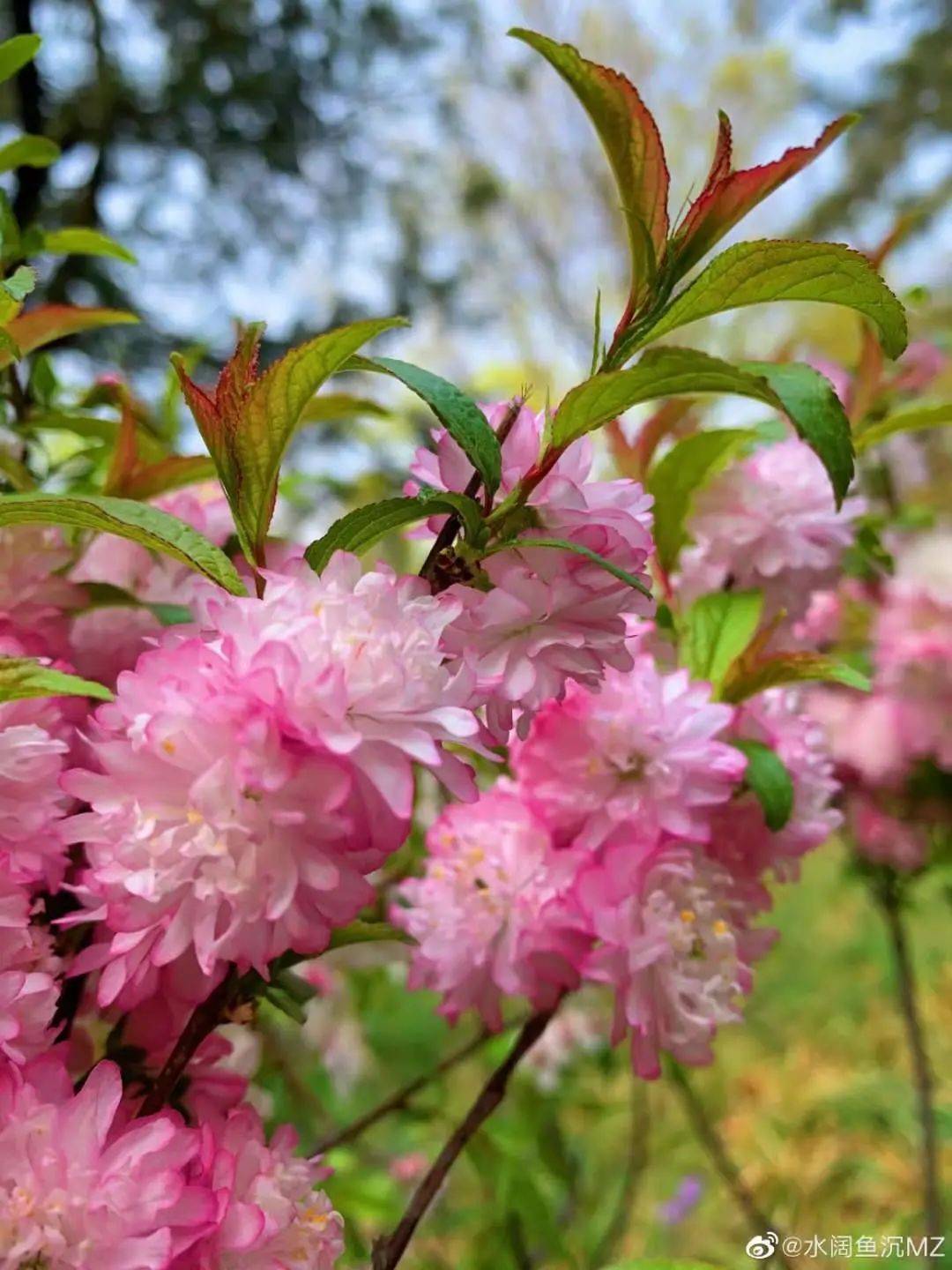 也许是这里的红叶太过出名 所以,一直以来香山总给人一种错觉 好像