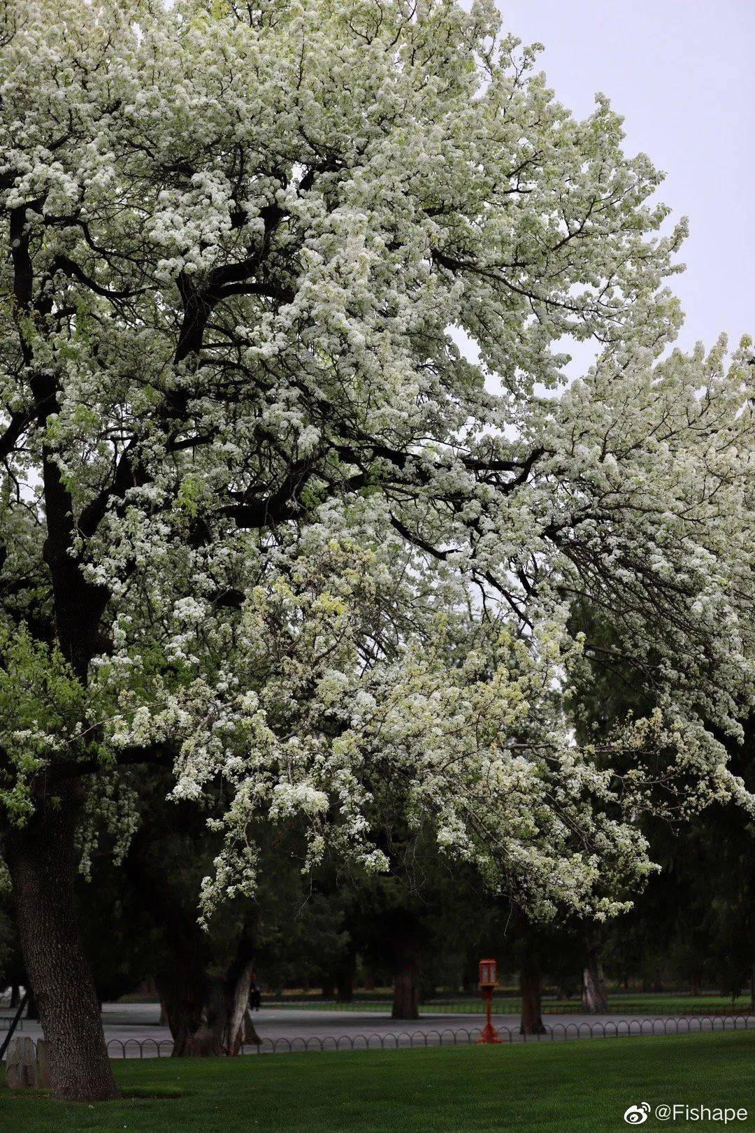 公园内的杜梨也正开得如火如荼