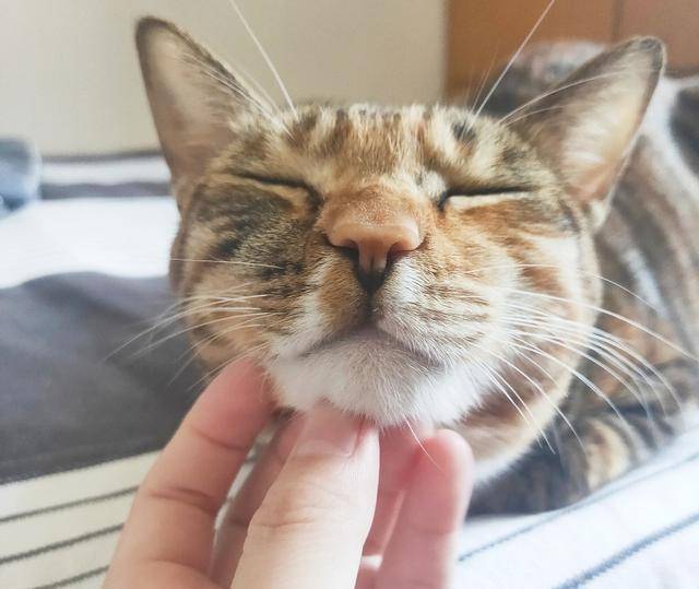 养了两年猫 发现喵星人的几个小秘密 分享给猫奴朋友们 猫咪 养了两年猫 发现喵星人的几个小秘密 分享给猫奴朋友们 猫咪