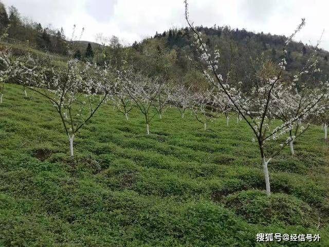 正安稃焉镇人口_正安镇派出所欧皓民警