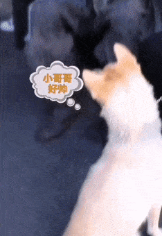 听了肖战最想要的微博认证,千万女粉丝的梦想:成为他怀里的猫狗
