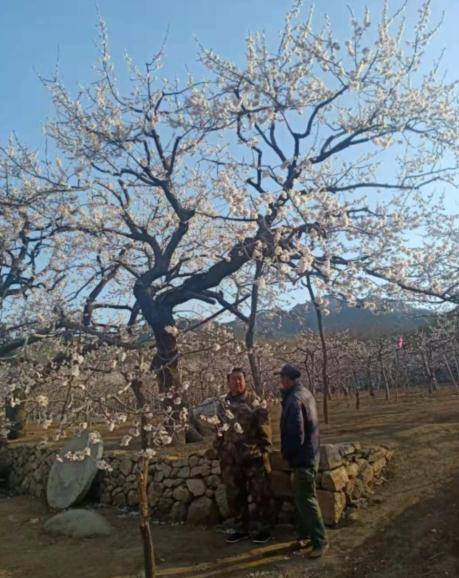 庄河市歇马村：150多年的老杏树繁花绽放