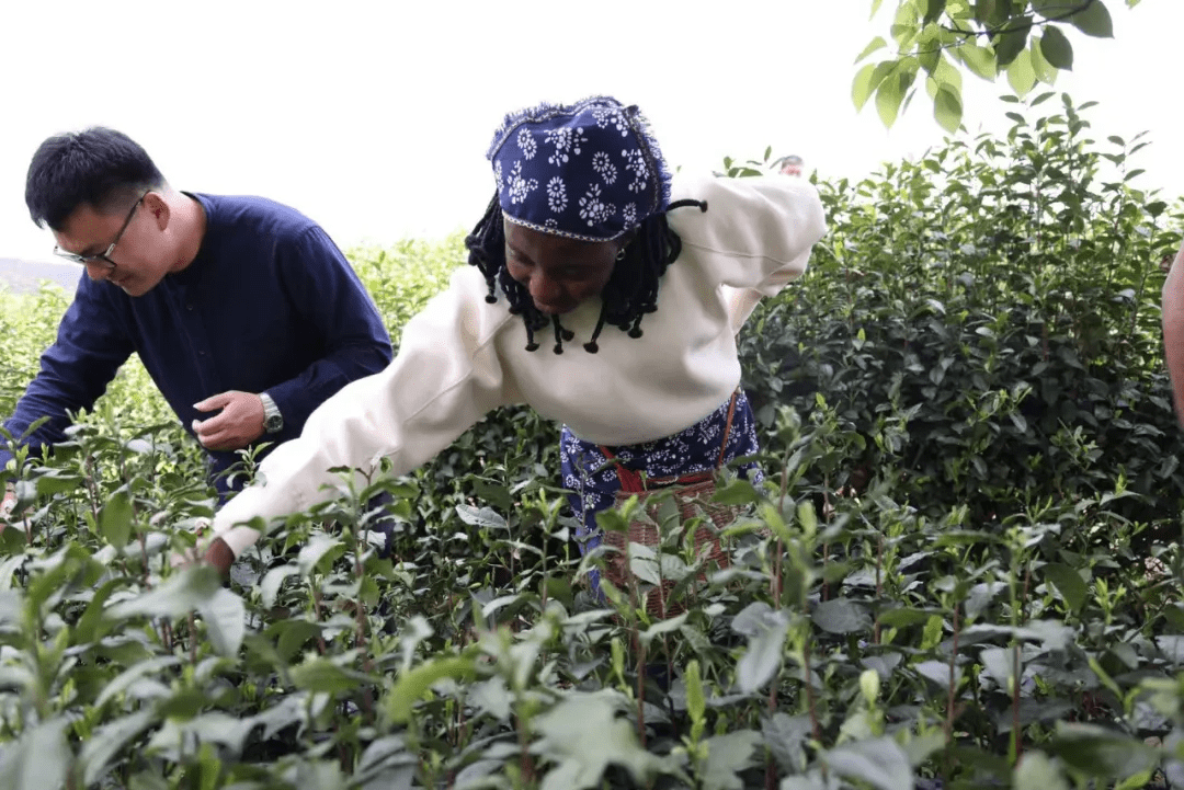 村首次接觸採茶的國際友人們,還在吃力地找尋老師口中的