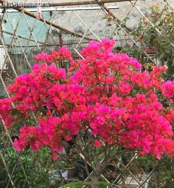 三角梅进入花期 赶紧用 大肥 少浇水 旱着养开花更多 肥料