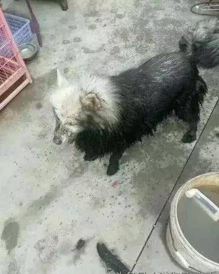 屎是黑色 861bdd4cd2e6422a97bb6244f53f9b31.jpeg