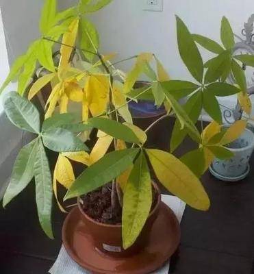 大发财树黄叶掉叶能救吗 99cafa175e7740b6b95fb2f36bb98d3e.jpeg