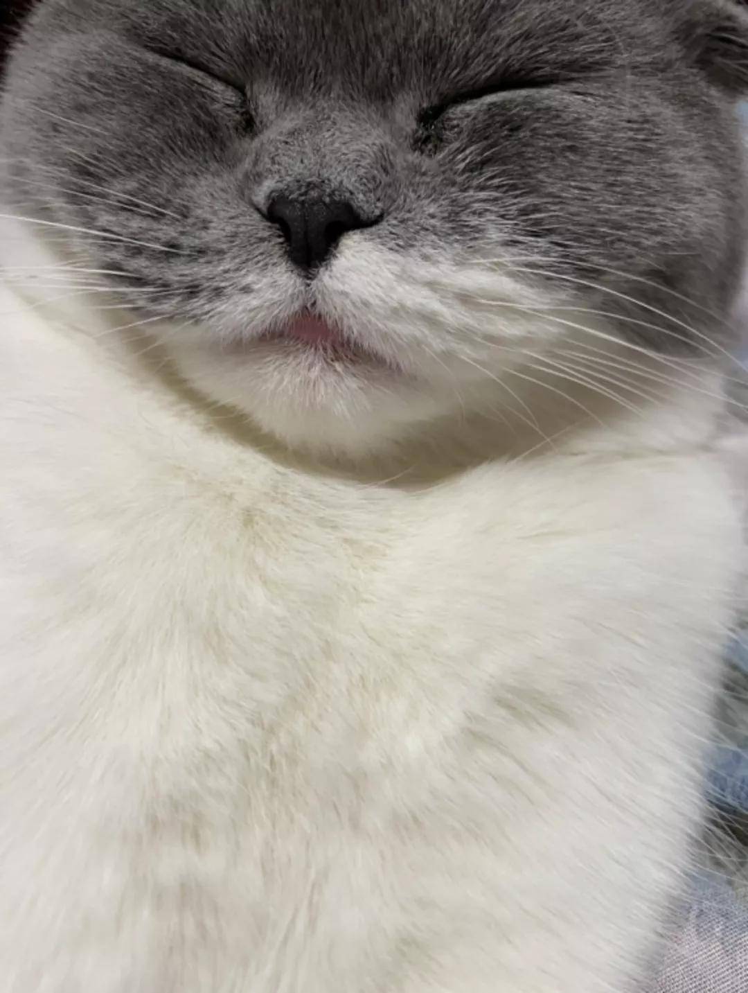 原创猫咪嘴唇怎么发炎凹陷了注意可能是嗜酸性肉芽肿