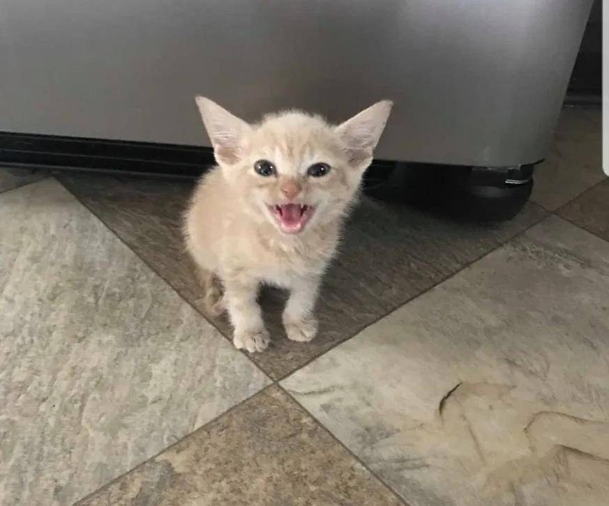 小猫难以吞下食物 身体瘦弱不受妈妈待见 女子喂它的方法真独特 克劳德