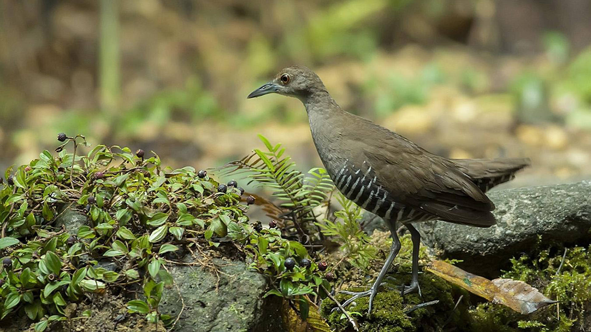 死而复生只是凭空臆想灭绝了的白喉秧鸡是如何原地复活的