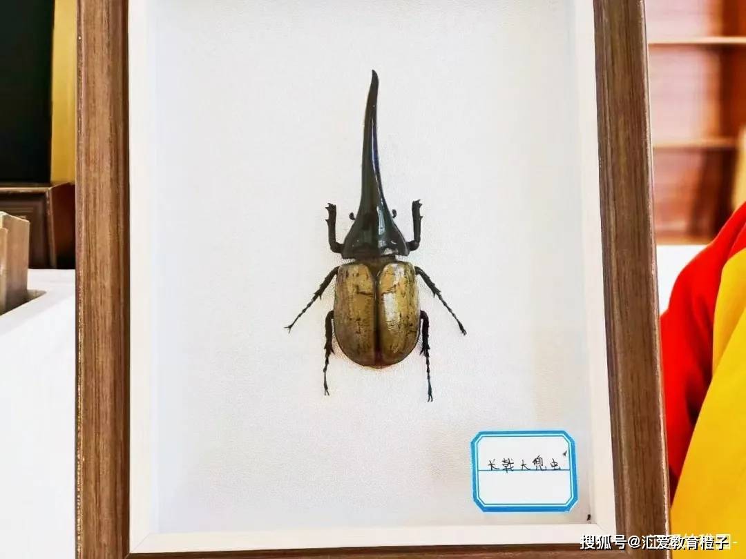 秦岭路汇爱幼稚园丨奇妙昆虫展 与你 虫 逢 孩子