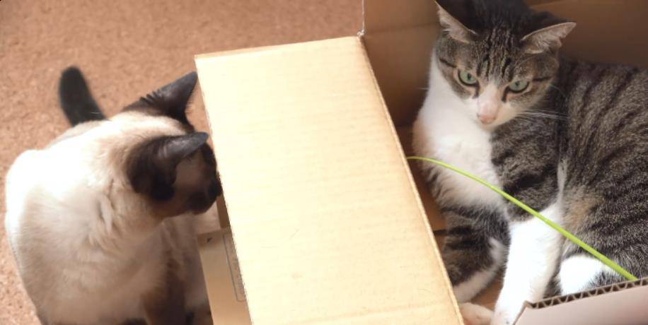 老王喜欢猫 5b77d7f4d9e0408ea09c2f5157b374ae.jpeg