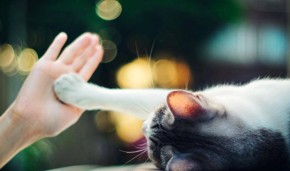 猫咪怎么才能亲近自己 6b47e76624a04112ac0f8d2828cf33b1.jpeg