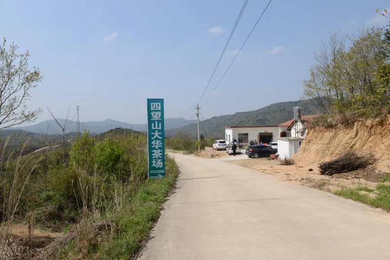 魅力新发现，茗香荡漾四望山大华茶园