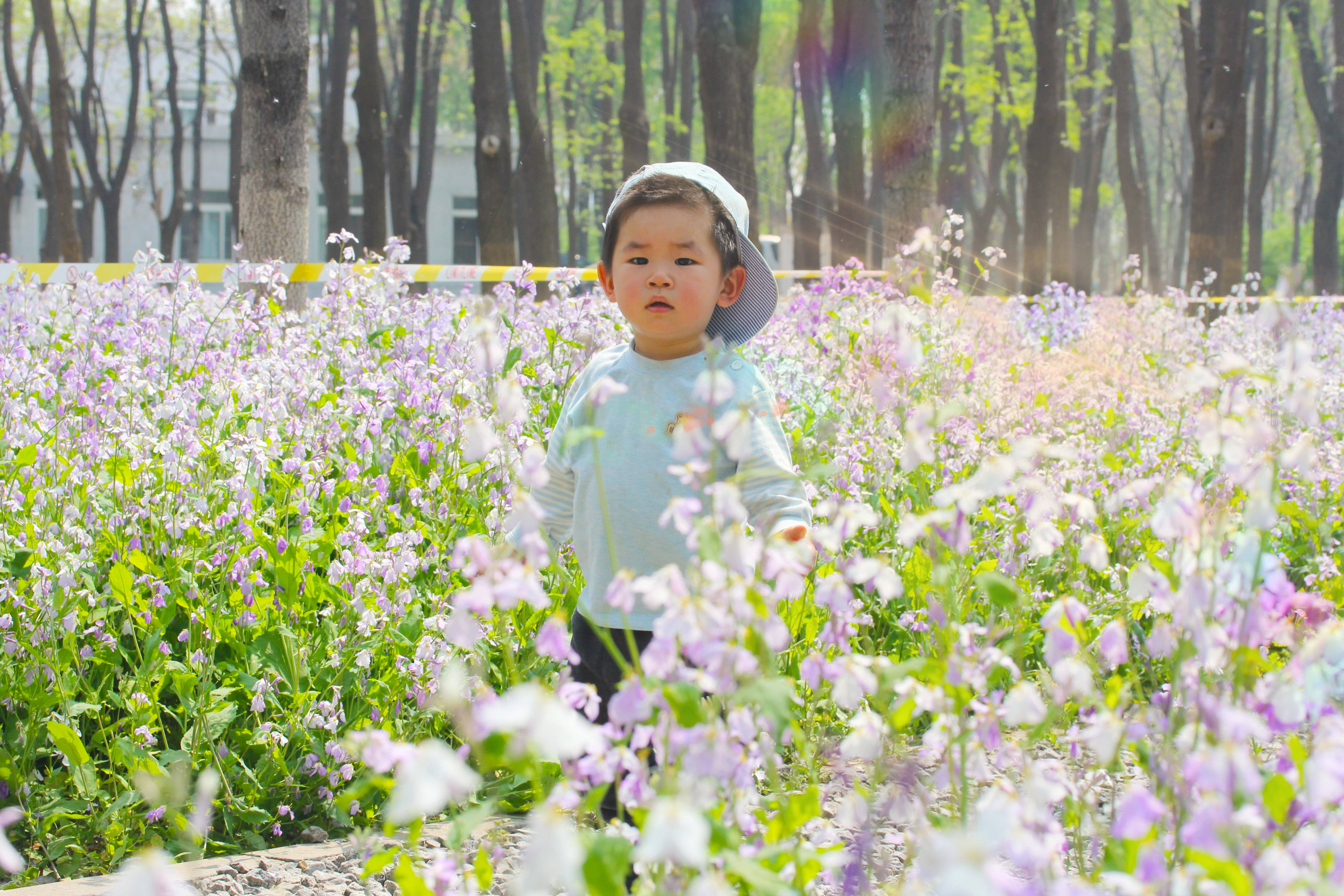 北京免费赏花好去处，花海遍布整个公园，宛如踏入紫色童话世界
