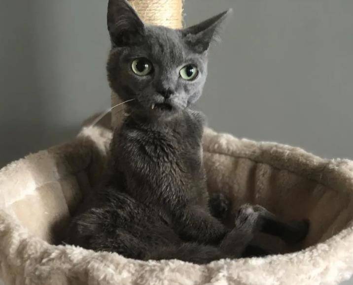 小蓝猫多久会走 2deaf7ec6d4a4fec8f8b47e5531313d6.jpeg