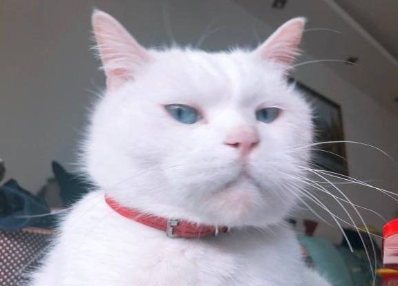 高冷猫咪合集!恶龙咆哮,猫咪简直就是上天送给我们的天使!