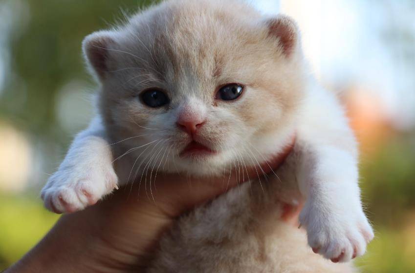 幼猫猫粮需要泡一下嘛 d7f9b0a035f947109b526f6296d9b008.jpeg